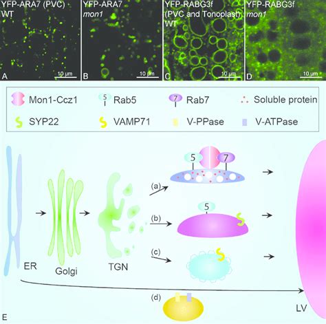 Working Model Of Multiple Plant Vacuolar Trafficking Pathways A D