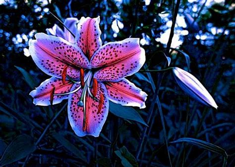 Summer Night Lily Flower Moonlight Twilight By We Know How To Do It