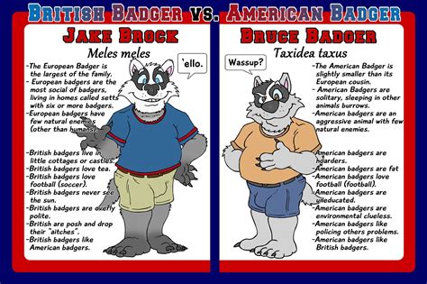 What's the difference? also explores how even the way the office was filmed was changed, with the american version ultimately appearing lighter and brighter than the series that inspired it, and we see how the characters react differently to their respective bosses—who. British Badger vs American Badger by BruceBadger -- Fur ...