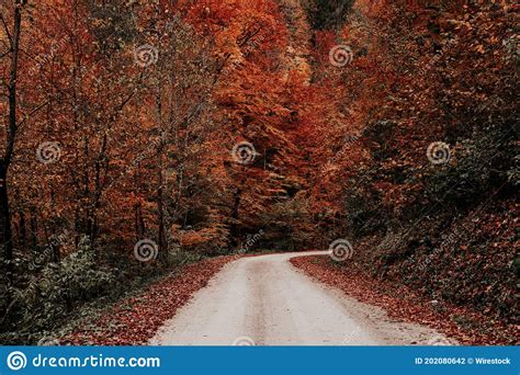 Road Surrounded By Trees Covered In Colorful Leaves In A Forest In