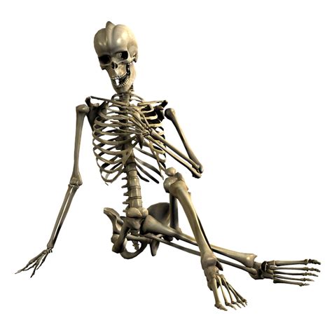 Skeleton Png Transparent Image Download Size 720x720px