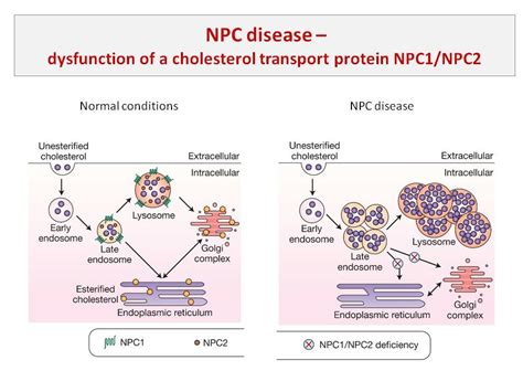 We did not find results for: Molecular mechanism(s) of neurodegeneration in Niemann ...