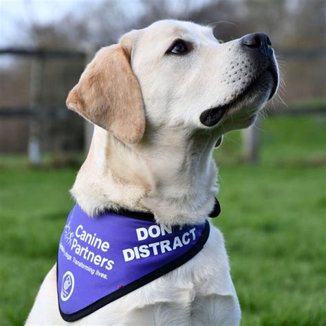 How Much Does A Service Dog Cost In The Uk