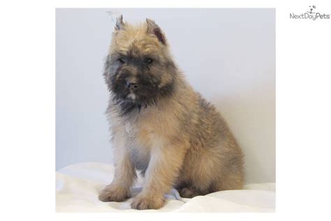 Find bouvier des flandres puppies and breeders in your area and helpful bouvier des flandres information. Bouvier Des Flandres puppy for sale near Southeast ...