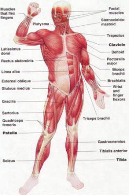 Freetrainers.com has a vast selection of exercises which are used throughout our workout plans. Physical Education Schedule: Learning the Muscular System