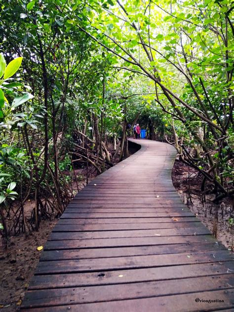 Ekowisata Mangrove Wonorejo Tempat Rekreasi Keluarga Yang Murah Di