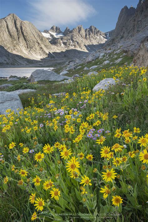 Titcomb Basin Wildflowers Wind River Range Wyoming Alan Majchrowicz