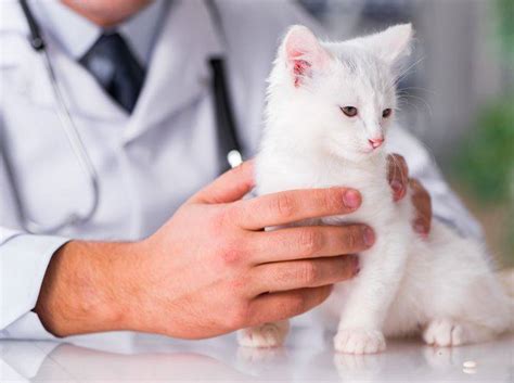 Mit diesen erste hilfe maßnahmen helfen sie im notfall richtig. Nabelbruch bei Katzen: Symptome erkennen