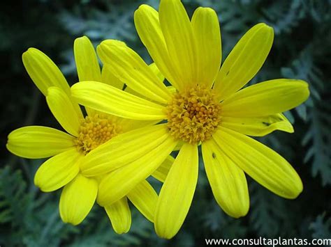 Euryops Pectinatus O Margarita Amarilla Cuidados