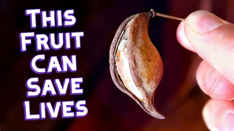 Yeheb An Important Fruit You Probably Have Never Heard Of Weird