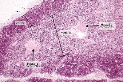 Thymus Gland Histology Labeled Histology Thymus Histology A P