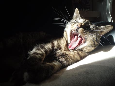 Yawn Rcats