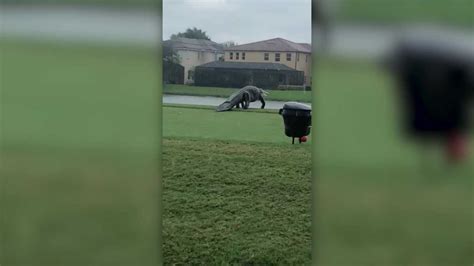 Video Massive Alligator Spotted Roaming Florida Golf Course