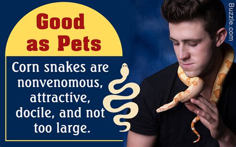 Look Who's Made it to the List of Top 10 Pet Reptiles for ...