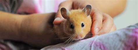 Hamster Care For Kids Petsmart