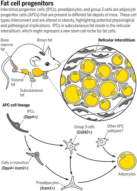 Fat Cell Progenitors Get Singled Out Science