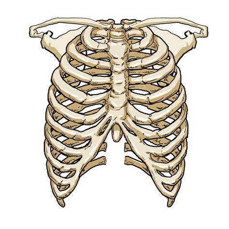 Rib White Transparent Rib Medical Cartoon Model Rib Cage Medical Skeleton Png Image For Free