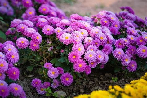 Beautiful Purple Chrysanthemum As Background Picture Wallpaper