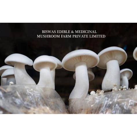 Agaricus Bisporus Button Mushrooms Packaging Type Plastic Packet