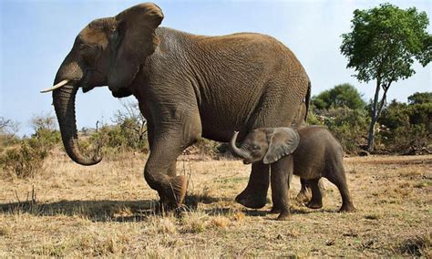 5 Remarkable Animal Moms Stories Wwf