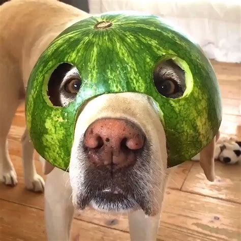 Dog With Watermelon On Head Melon Head 🍉 By Animals Doing Things