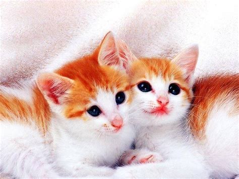 Very Cute Cats Wallpapers Wallpaper Cave