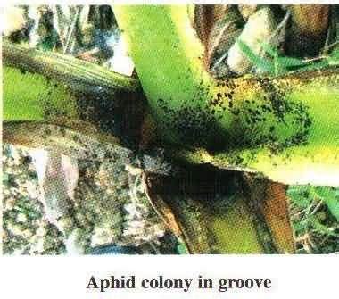 Aphids can also transmit banana mosaic disease. Important diseases, insects and pests of Banana and their ...
