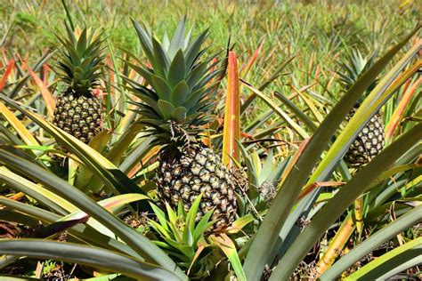 Tmc Assisted Farmers Reap Sweet Harvests From Pineapple Plantation— Nickel Asia Corporation
