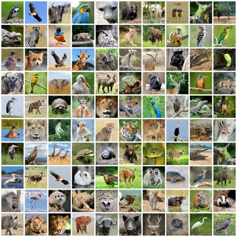 Wild Animal Collage Stock Photos Royalty Free Wild Animal Collage