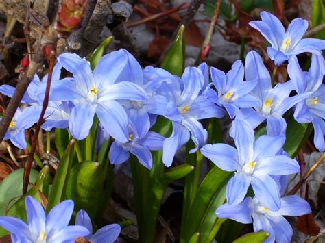 Check spelling or type a new query. Bulbs, Spring and Summer Flowering