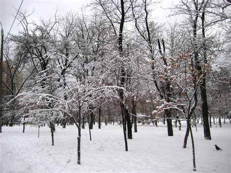 Winter Afternoon Walk Through The Snow Covered Park View Of Trees And
