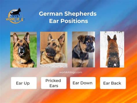 German Shepherds Ear Positions Meaning With Pictures World Of Dogz