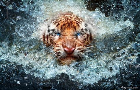 Stunning Examples Of Award Winning Wildlife Photography