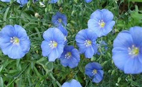 Perennial Flax Blue Flax Glabrous 700 Seeds Linum Etsy