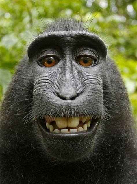Funny Animal Face Image Pics Free Lol Animal Makes Funny Face Mojly