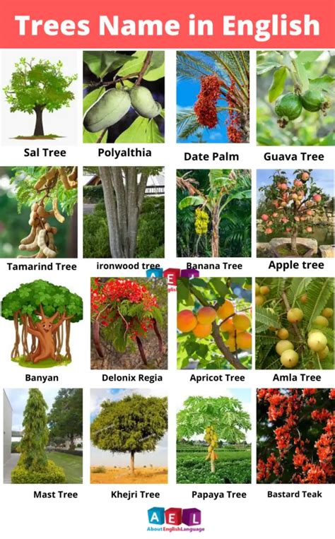 Trees Name In English And Hindi Learn English Online Free