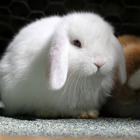 With its small droopy ears and small size, these friendly rabbits are the personification of cuteness. Holland Lop Rabbits For Sale | Pound Ridge, NY #276356