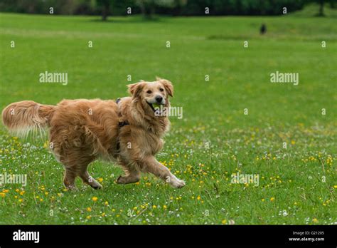 Happy Dog Golden Retriever Playing Stock Photo Alamy