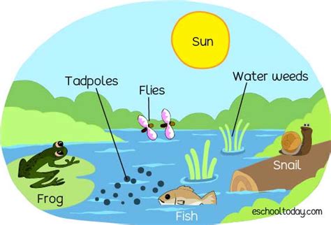 What Is An Ecosystem The Amazing Interaction Of Biotic And Abiotic