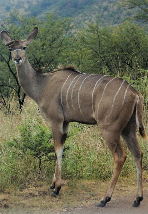Picture Of A Female Kudu Animals Female Kudu Animaux Animaux Beaux