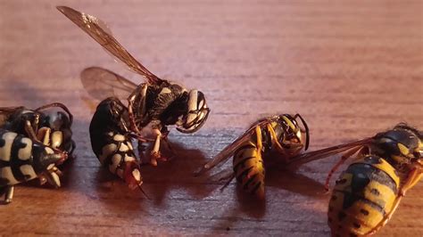 Wasp Species Comparison Yellow Jackets Hornets Cicada