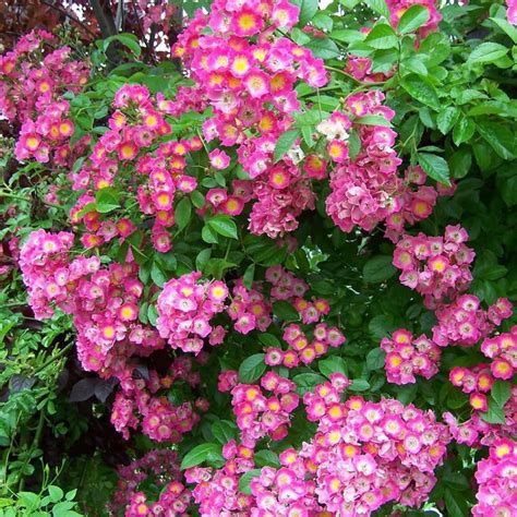 Lassen sie ihren garten aufblühen! Wunderschöne, üppig wachsende Ramblerrose mit romantischen ...