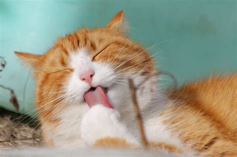 90000 Best Cute Cat Photos · 100 Free Download · Pexels Stock Photos