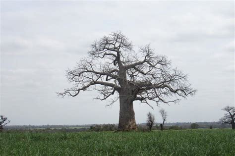 Zimbabwe S Baobab Trees Are Among The Biggest And Longest Living Trees