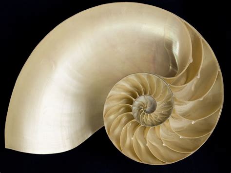 Natures Logarithmic Spiral The Nautilus Shell With Images