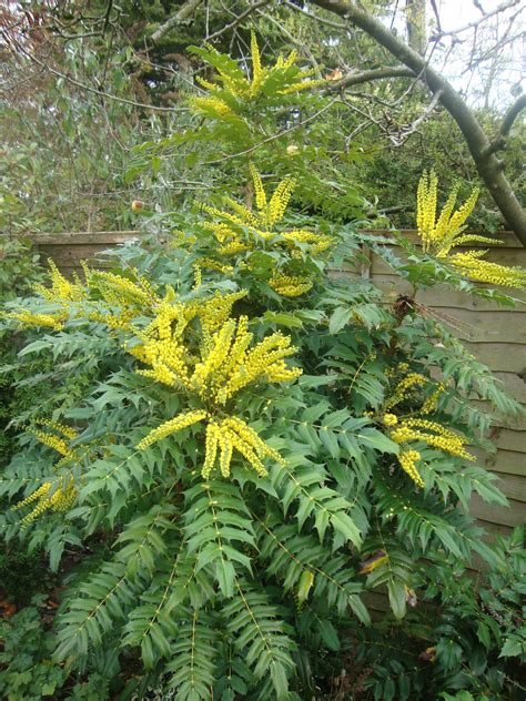 Mahonia Japonicayellow Flowers Whose Scent Is Reminiscent Of Lily Of