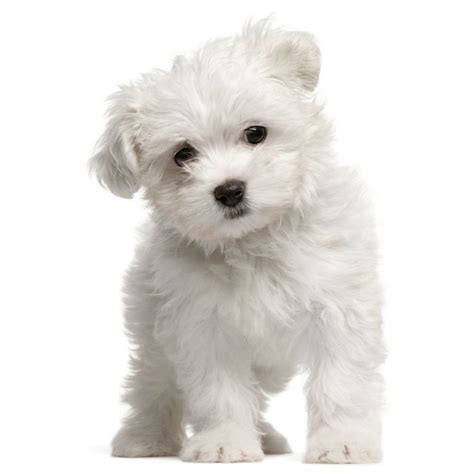 Maltese Maltese Dog Breed Maltese Puppies For Sale White Puppies