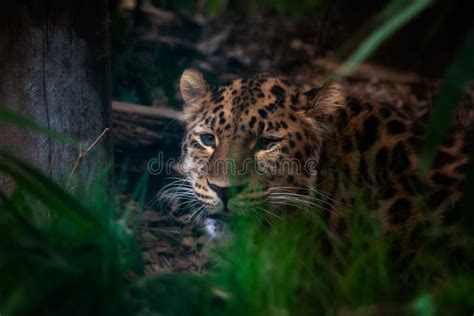 Leopard Hiding In The Bushes Stock Photo Image Of Bushes Africa