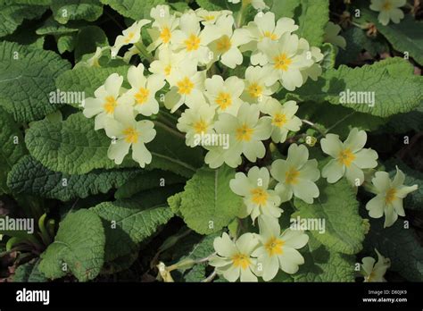 Primroses Primula Vulgaris Stock Photo Alamy