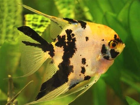 Koi Angelfish Care Guide And 15 Things Must Know